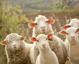 Pályázati lehetőség: Juh- és kecsketenyésztők támogatása