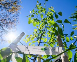 Országos Településfásítási Program