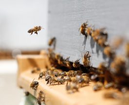 Méhpusztulási esetek jelentése